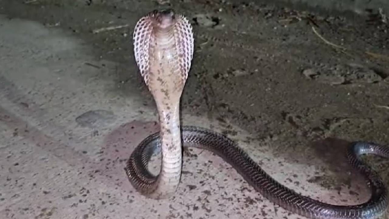 Snake Safety Tips In Monsoon : कारच्या इंजिनापासून टॉयलेटपर्यंत… पावसाळ्यात साप इथेच का लपतात? Snake Safety Tips In Monsoon : कारच्या इंजिनापासून टॉयलेटपर्यंत… पावसाळ्यात साप इथेच का लपतात?