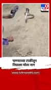 अमरावती जिल्ह्यातील मोर्शी तालुक्यातील विष्णोराच्या पाण्याच्या टाकीतून निघाला भला मोठा नाग