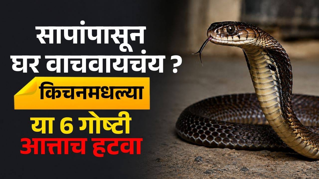Snakes In Home : साप अचानक घरात येत नाहीत ! किचनमधील या 6 चुका ठरू शकतात धोकादायक Snakes In Home : साप अचानक घरात येत नाहीत ! किचनमधील या 6 चुका ठरू शकतात धोकादायक