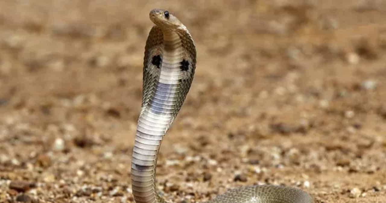 पावसाळ्यात मोठ्या प्रमाणात बिळातून साप बाहेर येण्याची शक्यता असते. त्यामुळे बिळातून बाहेर आलेले साप थेट घरात शिरण्याची भीती असते. काही जण साप पळवण्यासाठी केमिकलयुक्त औषधांचा वापर करतात. परंतु त्याचे दुष्परिणाम देखील आहेत. तुमच्या घरात ही 5 झाडे लावल्यास साप जवळपासही फिरकणार नाही. यासाठी आजच तुमच्या घराच्या गार्डनमध्ये काही विशेष झाडे लावणे फायदेशीर ठरू शकते.