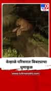 वेल्हाळे परिसरात बिबट्याचा धुमाकूळ