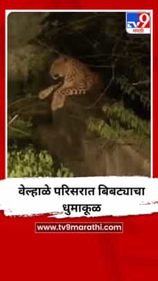 वेल्हाळे परिसरात बिबट्याचा धुमाकूळ-1731786