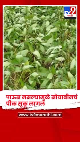 पावसाअभावी परळीत सोयाबीन, कापूस धोक्यात; शेतकऱ्यांची शासनाकडे मदतीची हाक