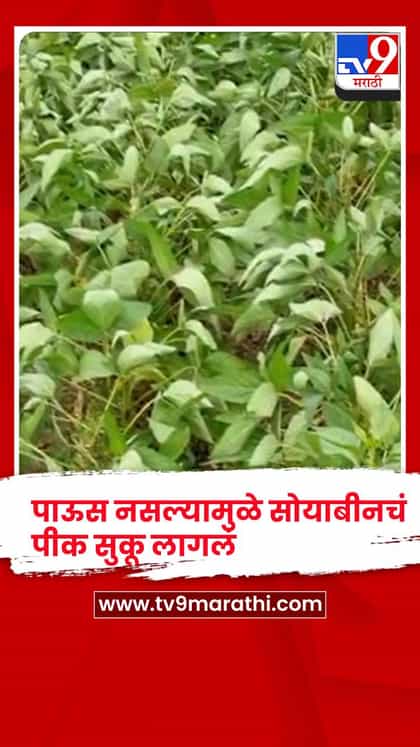 पावसाअभावी परळीत सोयाबीन, कापूस धोक्यात; शेतकऱ्यांची शासनाकडे मदतीची हाक-1738426