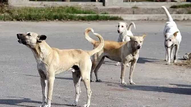 KDMC : उलटा न्याय, डॉग बाइट प्रकरणात डॉक्टरांना खरं बोलल्याची KDMC प्रशासनाने दिली शिक्षा