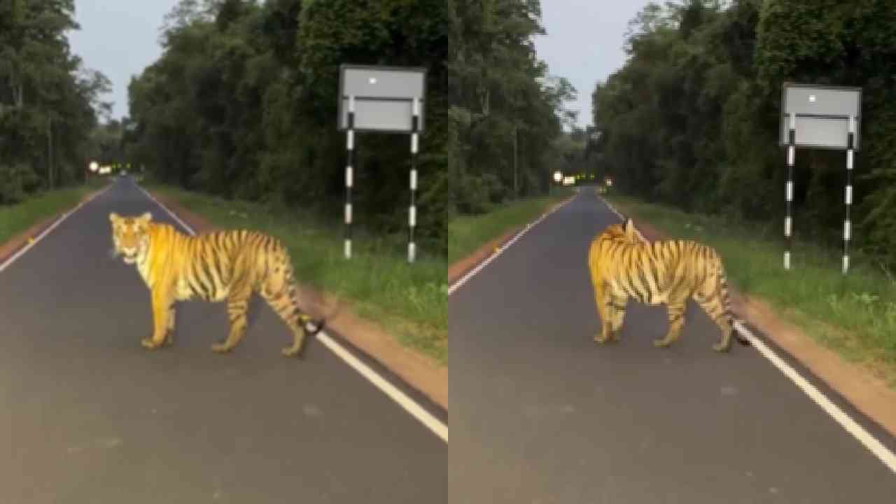 नशीब म्हणतात ते यालाच, वाघ दिसला नाही म्हणून निराश होऊन मागे फिरले पण तितक्यात.. तो एकटाच नव्हता तर त्याच्यासोबत..VIDEO नशीब म्हणतात ते यालाच, वाघ दिसला नाही म्हणून निराश होऊन मागे फिरले पण तितक्यात.. तो एकटाच नव्हता तर त्याच्यासोबत..VIDEO