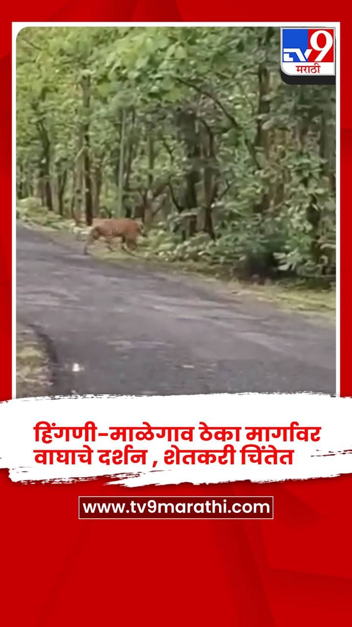 हिंगणी-माळेगाव ठेका मार्गावर वाघाचे दर्शन , शेतकरी चिंतेत-1739671