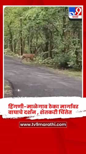 हिंगणी-माळेगाव ठेका मार्गावर वाघाचे दर्शन , शेतकरी चिंतेत