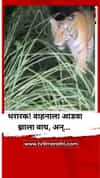 थरारक! रस्त्यात अचानक वाघ आडवा आला, अन्...