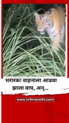 थरारक! रस्त्यात अचानक वाघ आडवा आला, अन्...-1735198