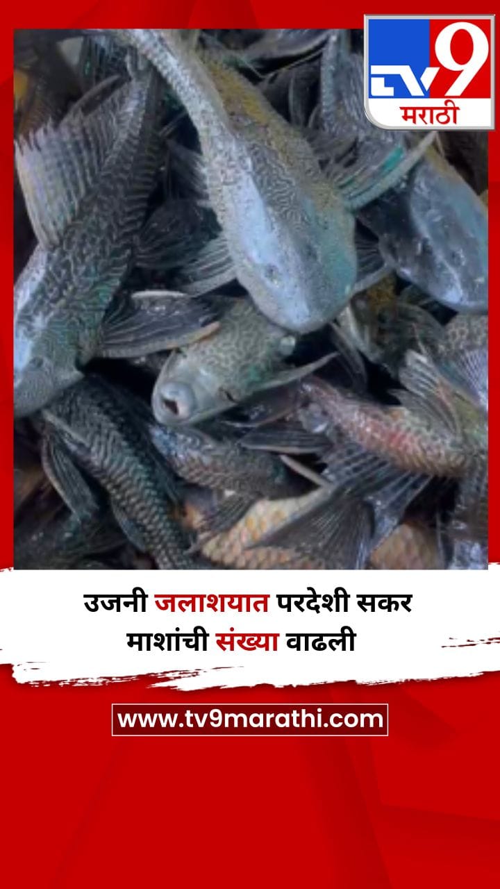 उजनी जलाशयात परदेशी सकर माशांची संख्या वाढली-1734187
