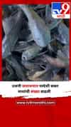 उजनी जलाशयात परदेशी सकर माशांची संख्या वाढली