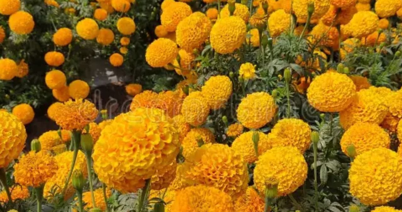 झेंडू झेंडूची फुल आणि पानांना तीव्र सुगंध असतो. या झेंडूच्या फुल आणि पानामुळी कीटक आणि साप दूर राहणे पसंद करतात. तुमच्या घराच्या गार्डनर किंवा बागेत एका बाजूला लावल्यास साप घरात येण्याची शक्यता कमी होईल.
