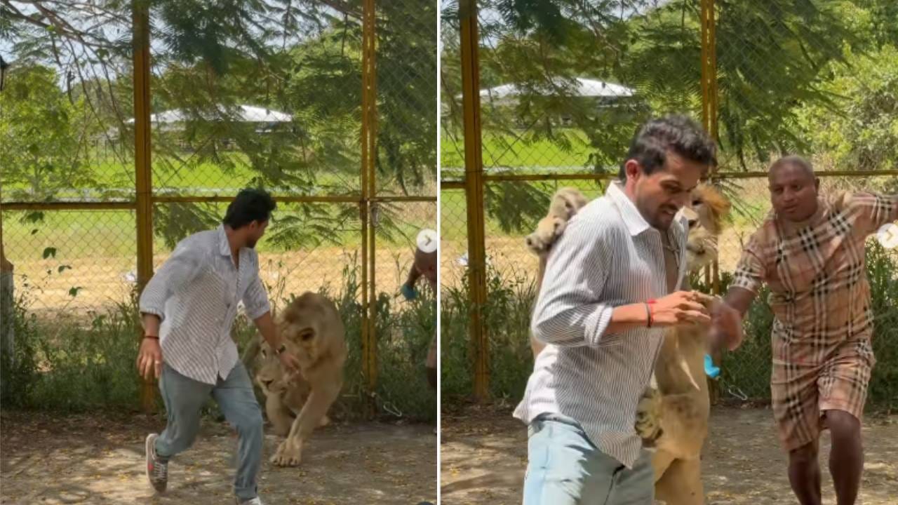 प्रसिद्ध अभिनेत्यावर सिंहाचा हल्ला, तो आला अन् अंगावर झडप घातली, एकदा Video पाहाच प्रसिद्ध अभिनेत्यावर सिंहाचा हल्ला, तो आला अन् अंगावर झडप घातली, एकदा Video पाहाच