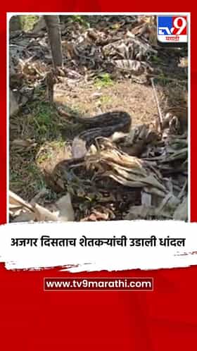 शेतात अजगर दिसताच शेतकऱ्यांची उडाली धांदल