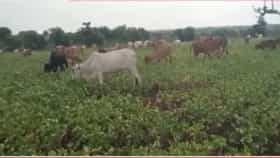 Akola | पाऊस गायब अन् सोयाबीन उद्ध्वस्त! अकोल्यात शेतकऱ्याने 4 एकर शेतात सोडली गुरं; अकोल्यात बळीराजा हताश
