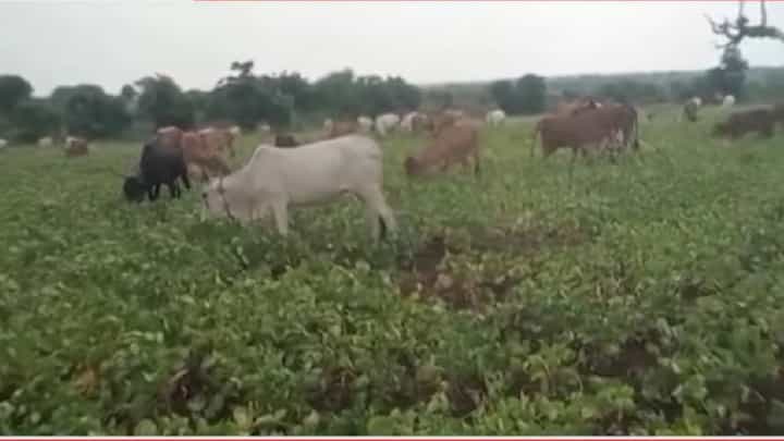 Akola | पाऊस गायब अन् सोयाबीन उद्ध्वस्त! अकोल्यात शेतकऱ्याने 4 एकर शेतात सोडली गुरं; अकोल्यात बळीराजा हताश Akola | पाऊस गायब अन् सोयाबीन उद्ध्वस्त! अकोल्यात शेतकऱ्याने 4 एकर शेतात सोडली गुरं; अकोल्यात बळीराजा हताश