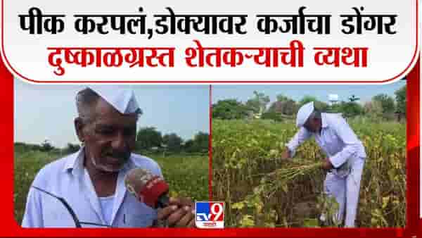डोळ्यांसमोर 4 एकर पीक करपलं; हजारोंचं नुकसान, शेतकऱ्याची व्यथा ऐकून डोळे पाणावतील