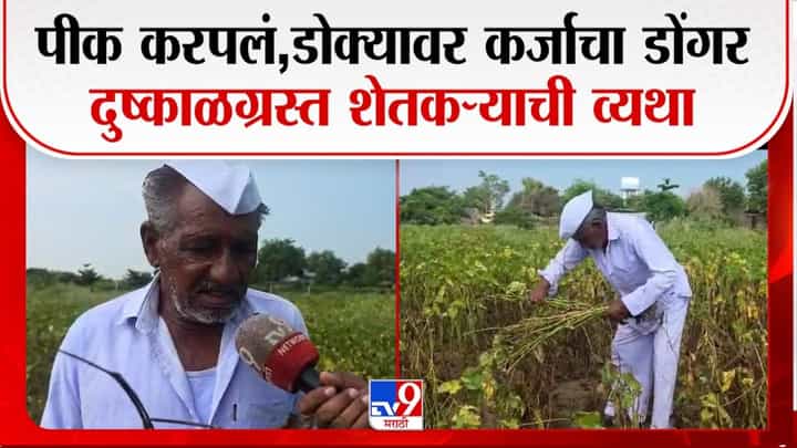 डोळ्यांसमोर 4 एकर पीक करपलं; हजारोंचं नुकसान, शेतकऱ्याची व्यथा ऐकून डोळे पाणावतील डोळ्यांसमोर 4 एकर पीक करपलं; हजारोंचं नुकसान, शेतकऱ्याची व्यथा ऐकून डोळे पाणावतील