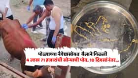 एक पोत, दोन बैल अन् मोठा सस्पेन्स! 4.71 लाखांचं सोनं नेमकं कोणी गिळलं? डॉक्टरांनी...