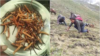 या हिमालयीन व्हियाग्राची किंमत ३० लाख प्रति किलो, आता का कवडीमोल?.