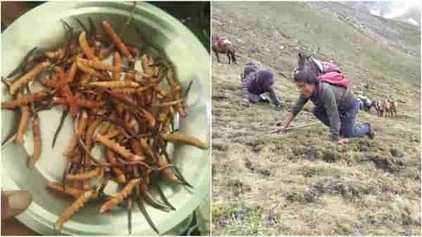 एकेकाळी किलोला ३० लाख भाव, हिमालयीन व्हियाग्रा यार्सागुम्बा आता का झाले कवडीमोल?