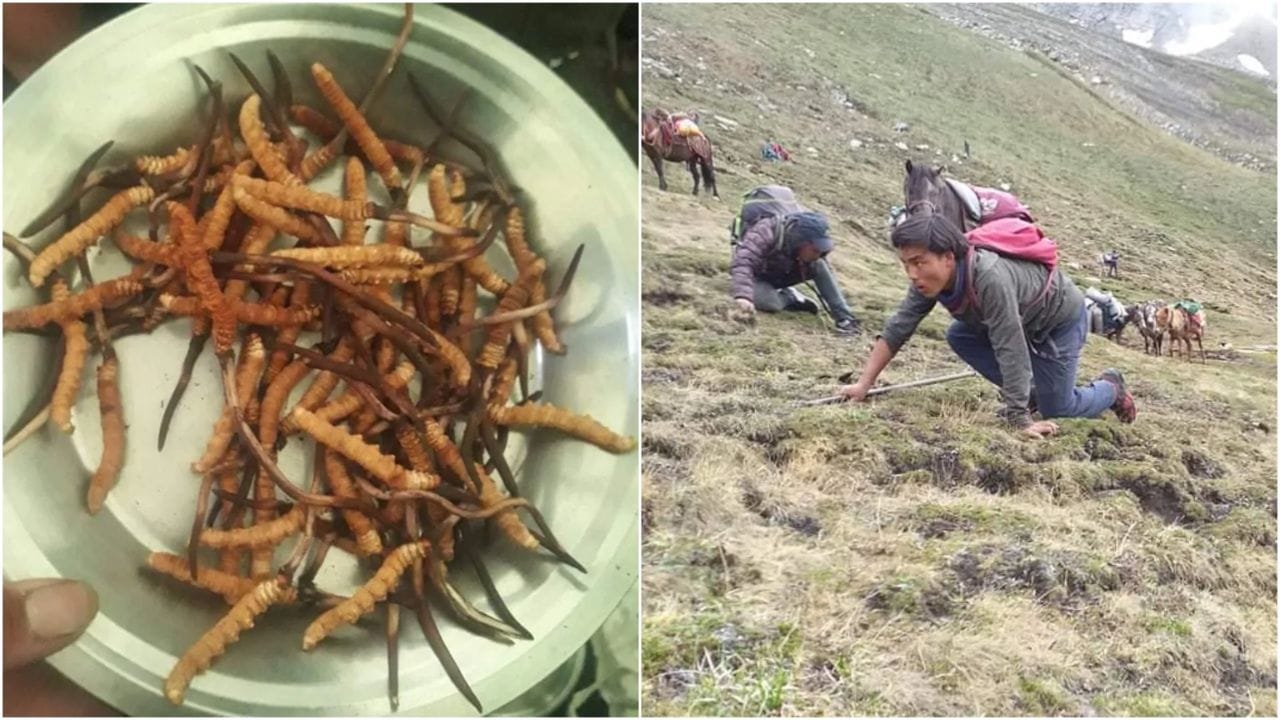 एकेकाळी किलोला ३० लाख भाव, हिमालयीन व्हियाग्रा यार्सागुम्बा आता का झाले कवडीमोल? एकेकाळी किलोला ३० लाख भाव, हिमालयीन व्हियाग्रा यार्सागुम्बा आता का झाले कवडीमोल?