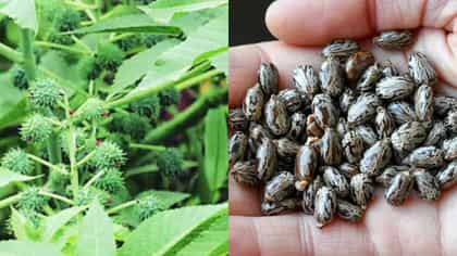 प्रसाद म्हणून एरंडाच्या बिया खाल्ल्या; 13 मुलांना विषबाधा.