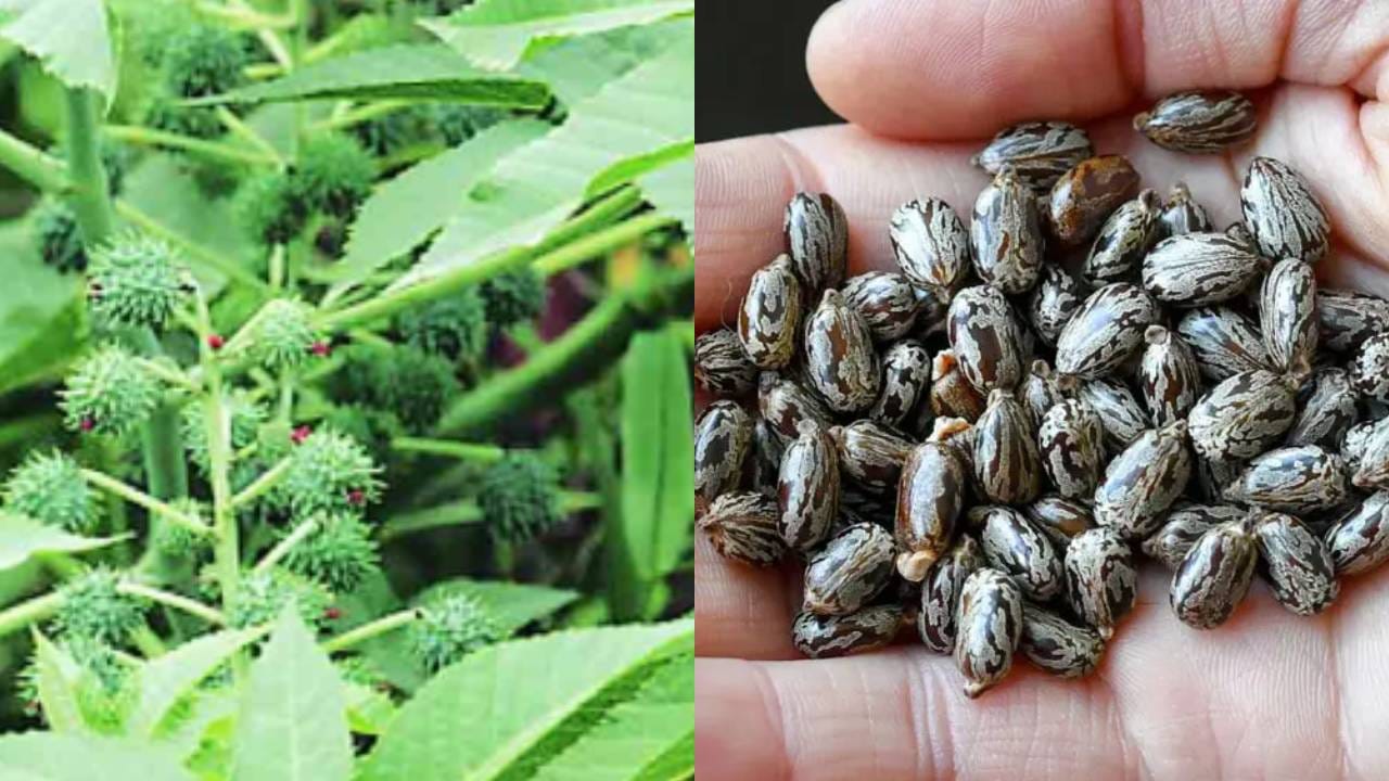 प्रसाद म्हणून एरंडाच्या बिया खाल्ल्या; 13 मुलांना विषबाधा, रुग्णालयात दाखल प्रसाद म्हणून एरंडाच्या बिया खाल्ल्या; 13 मुलांना विषबाधा, रुग्णालयात दाखल