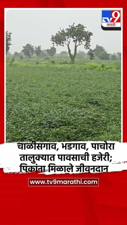 चाळीसगाव, भडगाव, पाचोरा तालुक्यात पावसाची हजेरी; पिकांना मिळाले जीवनदान-1747009