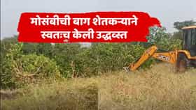 दुष्काळाचं विदारक चित्र, मुलांप्रमाणे वाढवलेली मोसंबी बाग जेसीबीनं काढून टाकली, शेतकरी हवालदिल