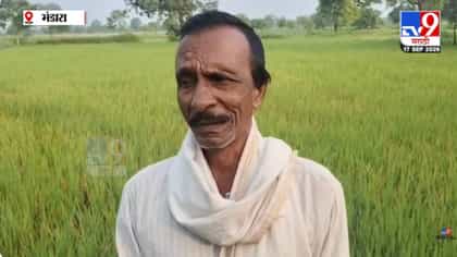 पीक वाचवायचं तरी कसं? शेतकरी संकटात, खतांचे भाव तर गगनाला भिडले.