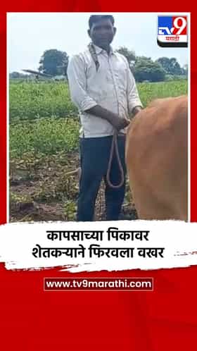 कापसाच्या पिकावर शेतकऱ्याने फिरवला वखर