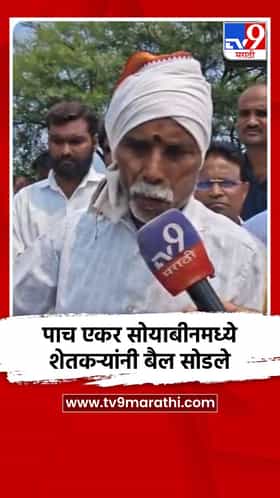 पाच एकर सोयाबीनमध्ये शेतकऱ्यांनी बैल सोडले