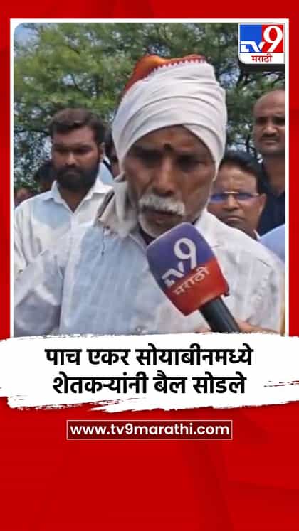 पाच एकर सोयाबीनमध्ये शेतकऱ्यांनी बैल सोडले-1760930
