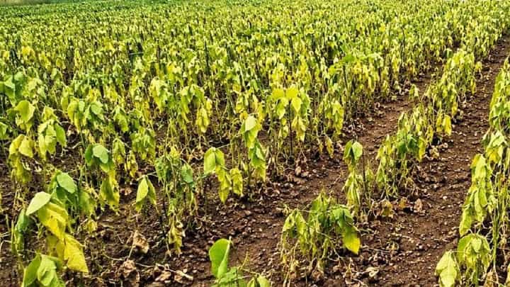 महाराष्ट्रातील 19 जिल्हे दुष्काळाच्या उंबरठ्यावर! पावसाचा खंड, पिकांची स्थिती काय? महाराष्ट्रातील 19 जिल्हे दुष्काळाच्या उंबरठ्यावर! पावसाचा खंड, पिकांची स्थिती काय?