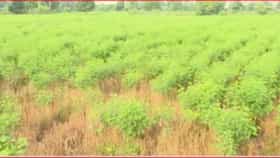 Farmers Issue | पावसाने दिली दडी अन् शेतकरी संकटात! विदर्भातील जवळपास 20 तालुक्यांत 20-22 दिवसांपासून पाऊसच नाही