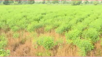 पावसाने दिली दडी अन् शेतकरी संकटात! विदर्भातील जवळपास 20 तालुक्यांत...-1752457