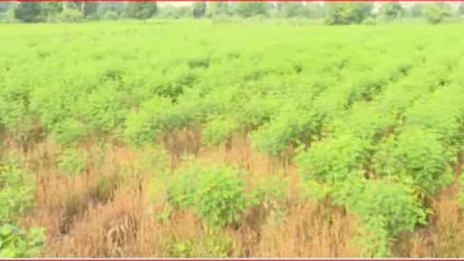 Farmers Issue | पावसाने दिली दडी अन् शेतकरी संकटात! विदर्भातील जवळपास 20 तालुक्यांत 20-22 दिवसांपासून पाऊसच नाही