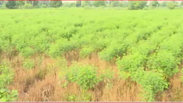 Farmers Issue | पावसाने दिली दडी अन् शेतकरी संकटात! विदर्भातील जवळपास 20 तालुक्यांत 20-22 दिवसांपासून पाऊसच नाही Farmers Issue | पावसाने दिली दडी अन् शेतकरी संकटात! विदर्भातील जवळपास 20 तालुक्यांत 20-22 दिवसांपासून पाऊसच नाही