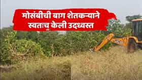 दुष्काळाचं विदारक चित्र, मुलांप्रमाणे वाढवलेली मोसंबी बाग जेसीबीनं काढून टाकली, शेतकरी हवालदिल