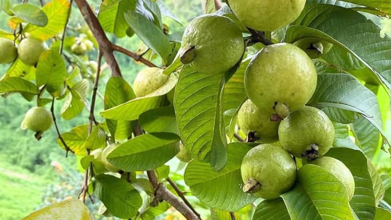 पेरू खाल्ल्याने वजन कमी होण्यास मदत होते. अनावश्यक खाणे टाळण्यास पेरू खाल्ल्याने मदत होते. पेरू आरोग्यासाठी फायदेशीर आहे. 