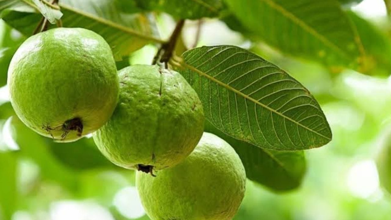 पेरूमध्ये व्हिटामिन 2 मोठ्या प्रमाणात असते. ज्यामुळे आपली रोगप्रतिकारकशक्ती वाढण्यास मदत होते. यासोबतच त्याच मोठ्या प्रमाणात फायबर असते. आपल्या शरीरासाठी फायबर महत्वाचे असते. 