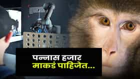 एका माकडाची किंमत तब्बल 30 लाख ! चीनमध्ये माकडांची ‘मागणी’ का वाढली?
