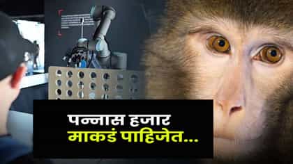 एका माकडाची किंमत तब्बल 30 लाख ! चीनमध्ये माकडांची ‘मागणी’ का वाढली?.