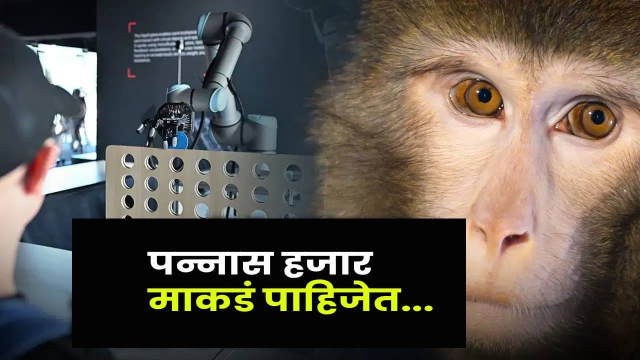 एका माकडाची किंमत तब्बल 30 लाख ! चीनमध्ये माकडांची ‘मागणी’ का वाढली? एका माकडाची किंमत तब्बल 30 लाख ! चीनमध्ये माकडांची ‘मागणी’ का वाढली?