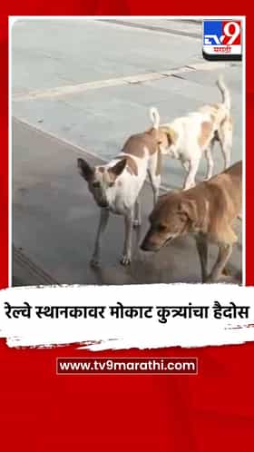 खामगाव रेल्वे स्थानकावर मोकाट कुत्र्यांचा हैदोस