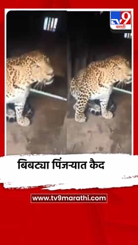 नाशिकच्या सावरगाव शिवारात बिबट्या पिंजऱ्यात कैद