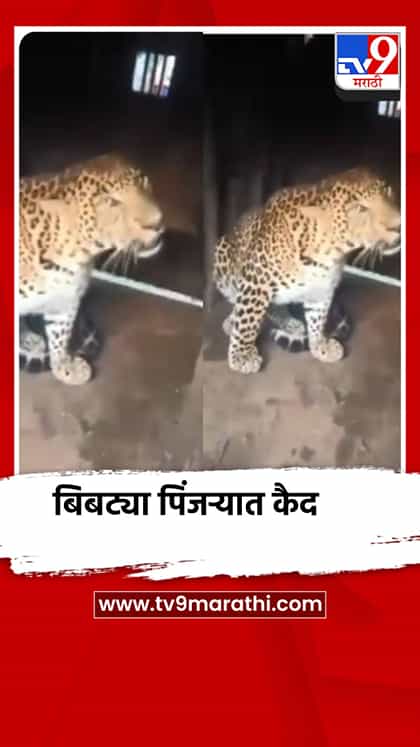नाशिकच्या सावरगाव शिवारात बिबट्या पिंजऱ्यात कैद-1767268