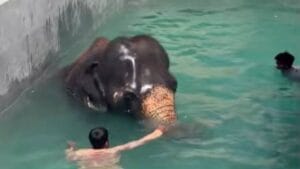 Madhuri Elephant | माधुरी हत्तीणीने स्विमिंग टँकमध्ये उतरताच मनसोक्त लुटला पोहण्याचा आनंद; दृश्यांनी जिंकली सर्वांची मनं